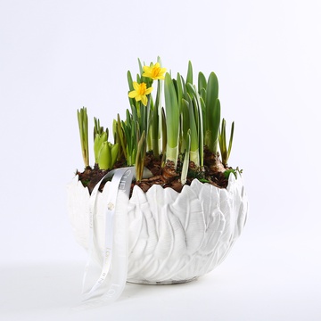 Primroses "Galyavina"