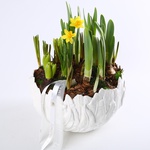 Першоцвіти "Галявина"