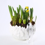 Першоцвіти "Галявина"