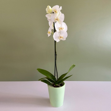 Phalaenopsis white
