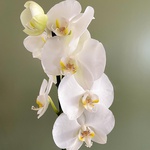 Орхідея фаленопсис білий