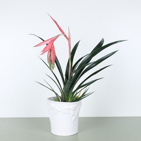 Billbergia