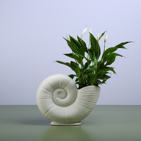 Spathiphyllum in a lunar spiral vase