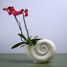 Coral Orchid in a Lunar Spiral Vase