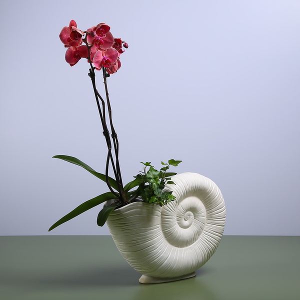 Coral Orchid in a Lunar Spiral Vase