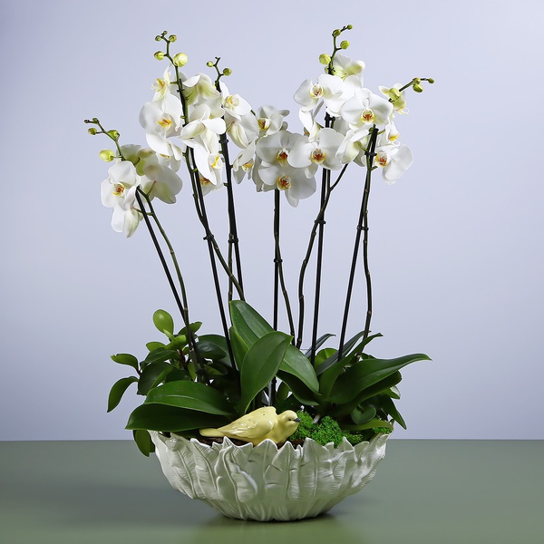 Белые орхидеи в вазе "Botanical touch"