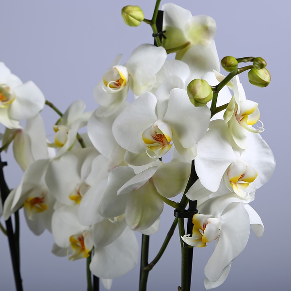 White orchids in a vase "Botanical touch"