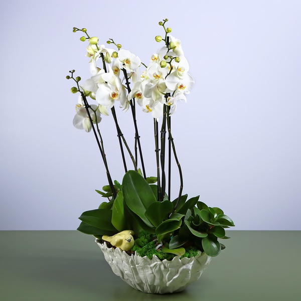 White orchids in a vase "Botanical touch"