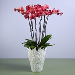 Coral orchids in a vase "Botanical touch"