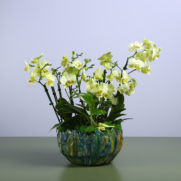 Зеленые орхидеи мини в вазе "Botanical touch"