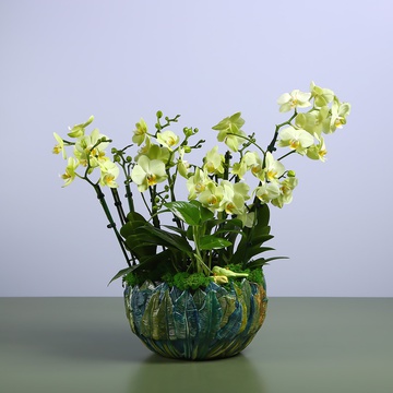 Green mini orchids in a vase "Botanical touch"