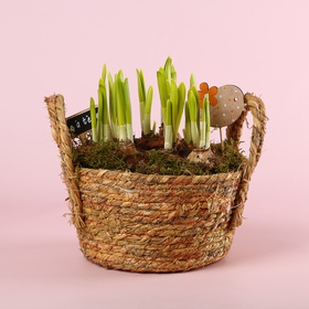 Композиція з нарцисів в корзинці