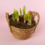 Композиция из нарциссов в корзинке