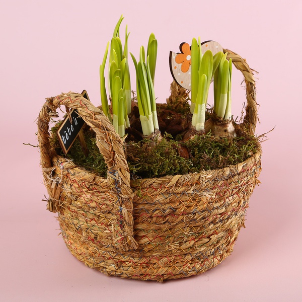 Композиция из нарциссов в корзинке