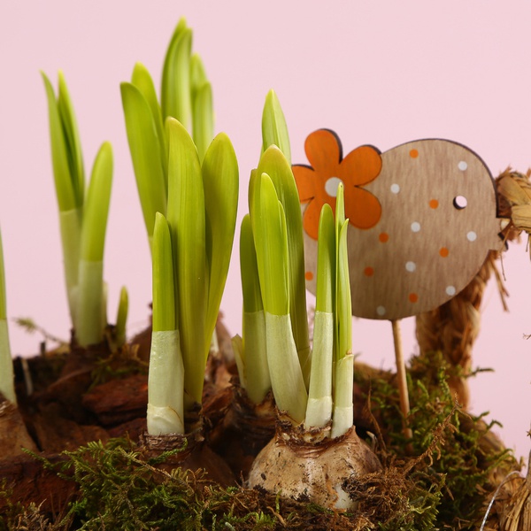 Композиция из нарциссов в корзинке