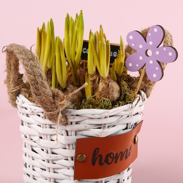 Bulbous flowers in a basket