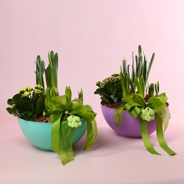 Микс первоцветов