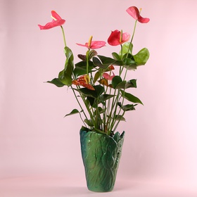 Anthurium