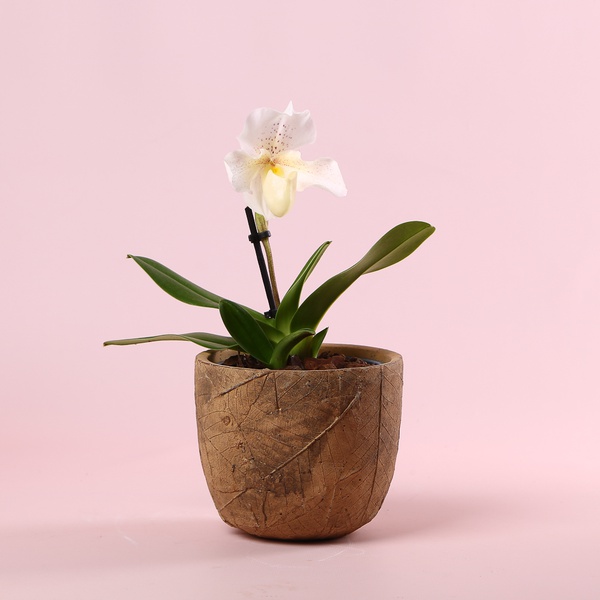 Orchid Paphiopedilum