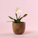 Orchid Paphiopedilum