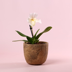 Orchid Paphiopedilum