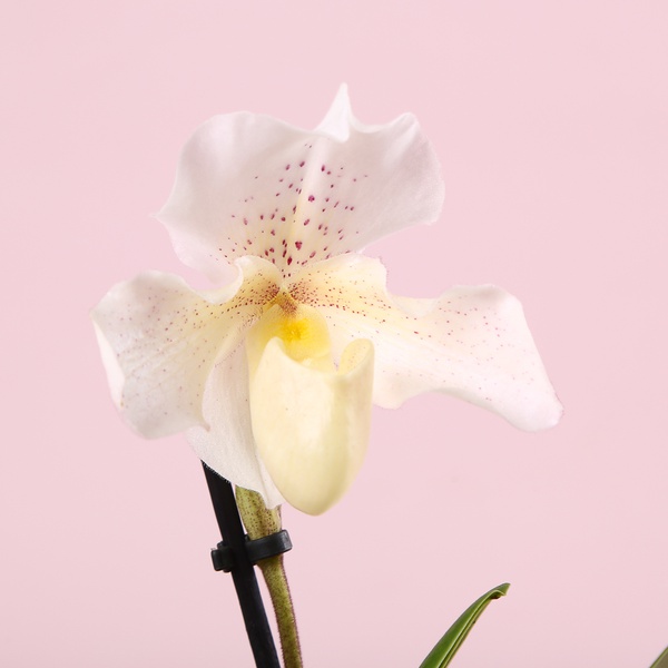 Orchid Paphiopedilum