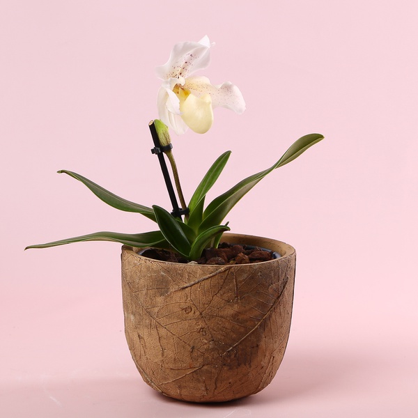 Orchid Paphiopedilum