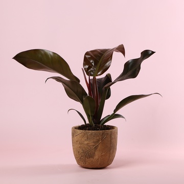 Philodendron Imperial Red