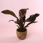 Philodendron Imperial Red