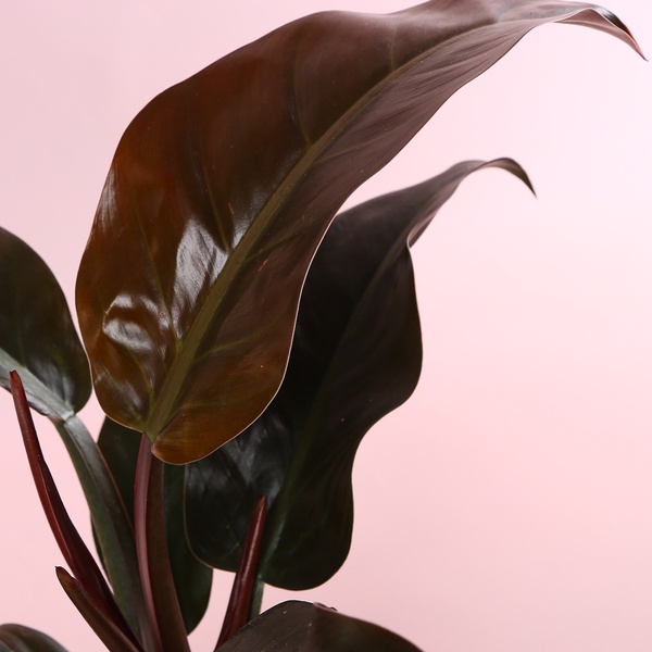 Philodendron Imperial Red