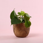 Philodendron S mix