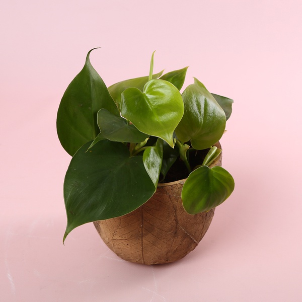 Philodendron S mix