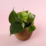 Philodendron S mix