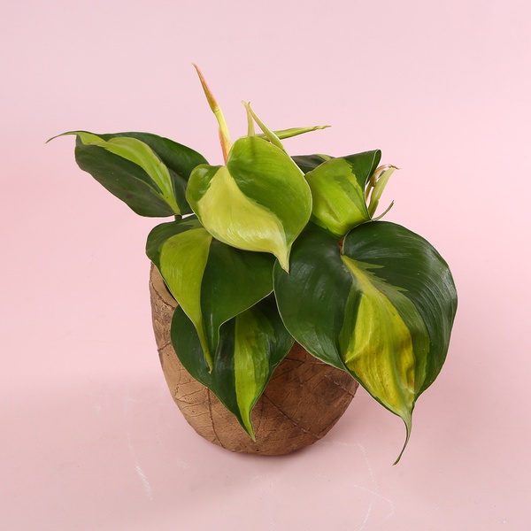 Philodendron S mix