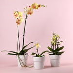 Набір "Шоу орхідей" 1