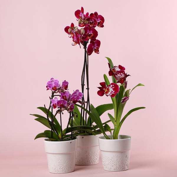 Набор "Шоу орхидей" 2