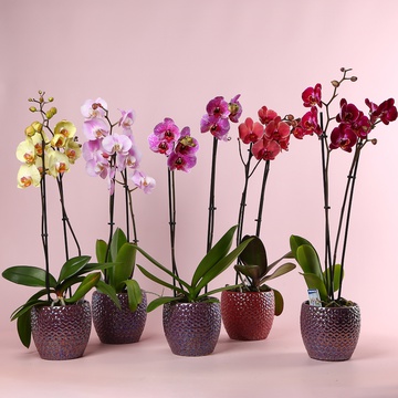 Phalaenopsis mix 2 branches