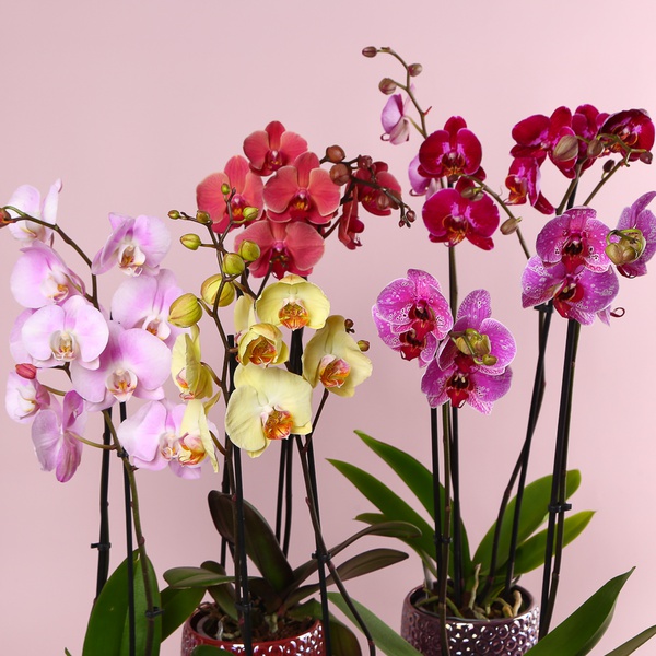 Фаленопсис микс 2 ветки