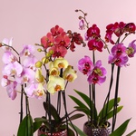 Фаленопсис микс 2 ветки