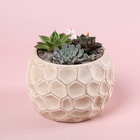 Суккулент микс в кашпо