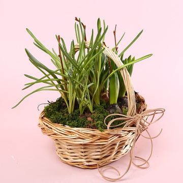 Spring flowers in a basket