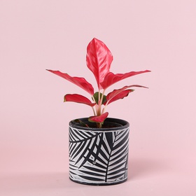 Аглоанема "crete"