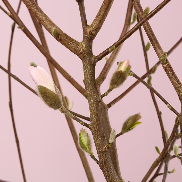 Magnolia Stellata