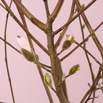 Magnolia Stellata