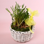 Весенние цветы в корзинке