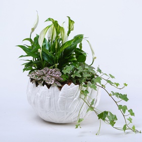 Arrangement of indoor plants in a bowl L