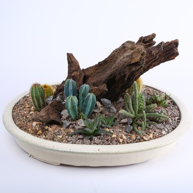 Planting "Sahara" plants
