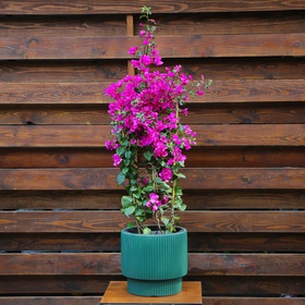 Bougainvillea "Vera deep purple" size M