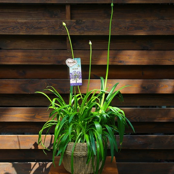 Агапантус голубой (Agapanthus Big Blue)