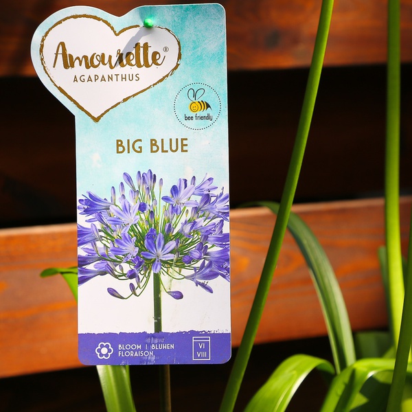 Агапантус голубой (Agapanthus Big Blue)